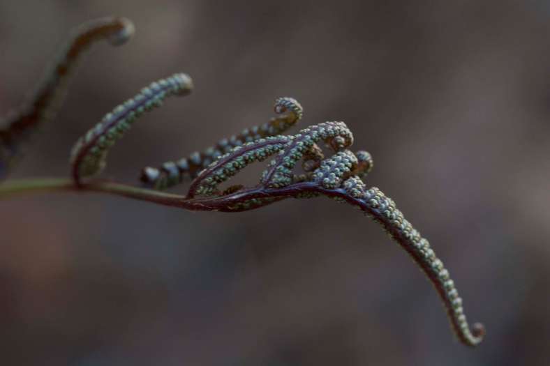 Bright_6-22-17_PJpnese fern_IMG_1599