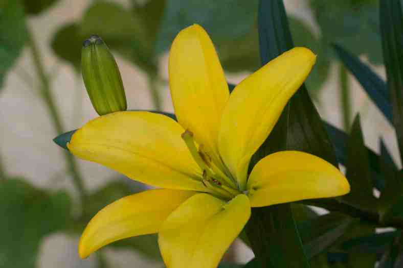 Bright_6-29-17_Asian lily_IMG_1590