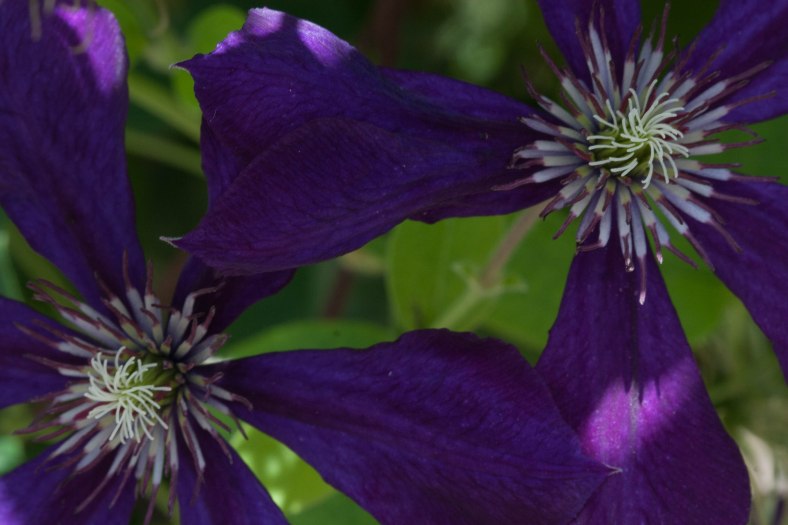 Bright_7-12:17_Clematis_IMG_6541
