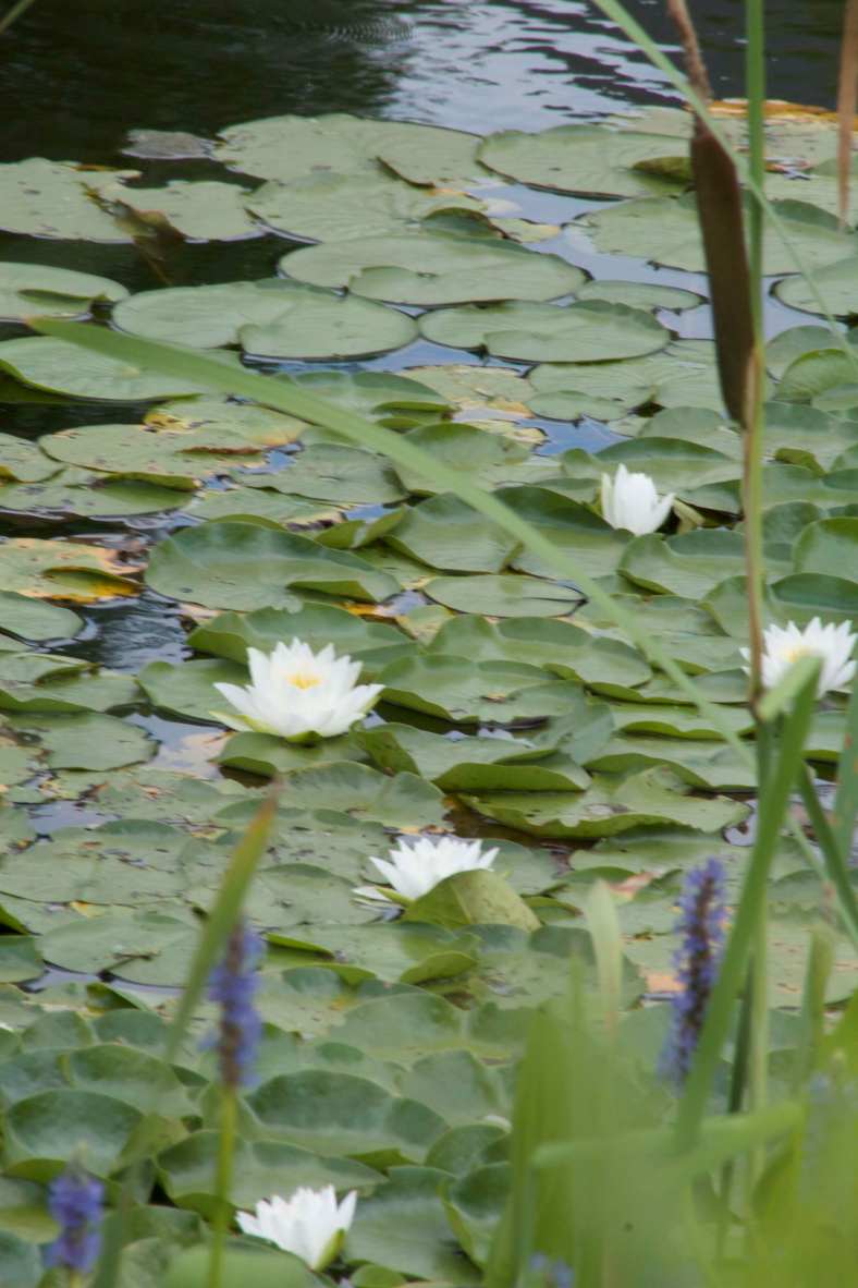 Bright_720-17_Monet Moment_IMG_1988