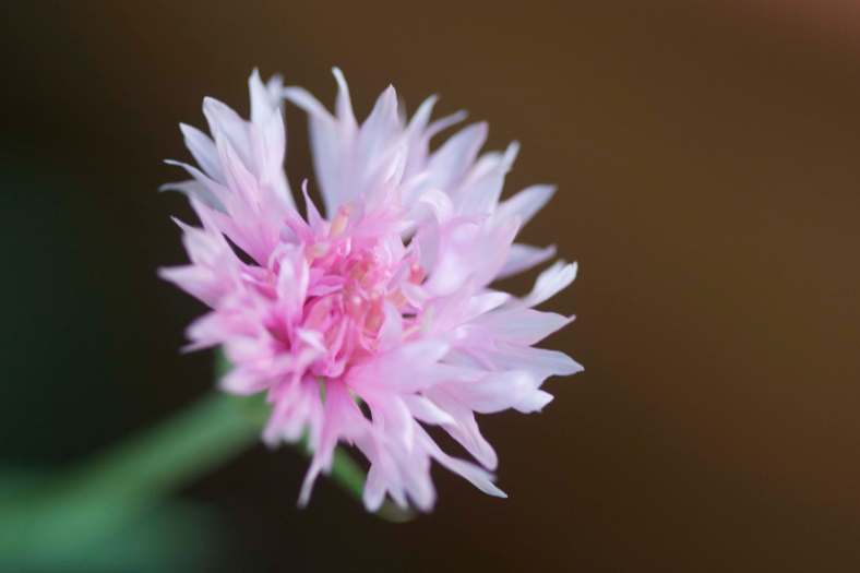 Bright_8-3-2017_IMG_2030