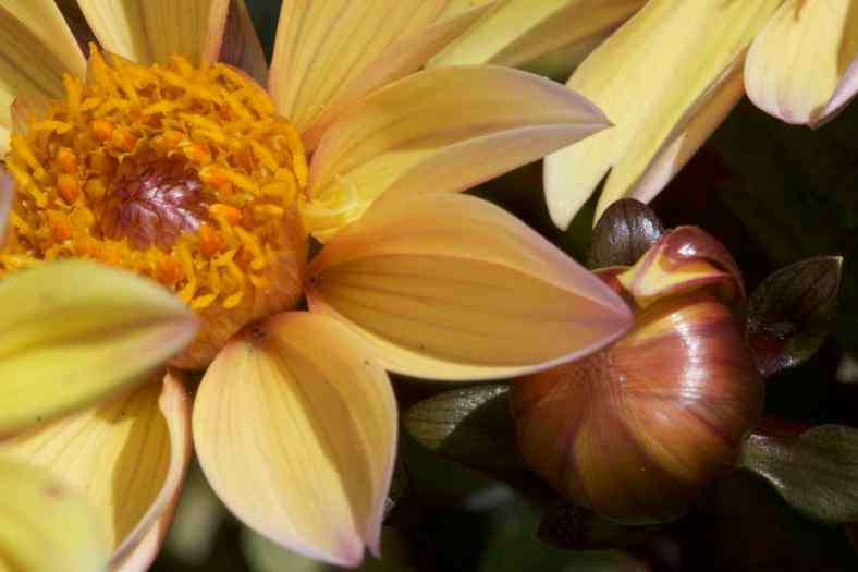 Bright_9-14-17_IMG_2613