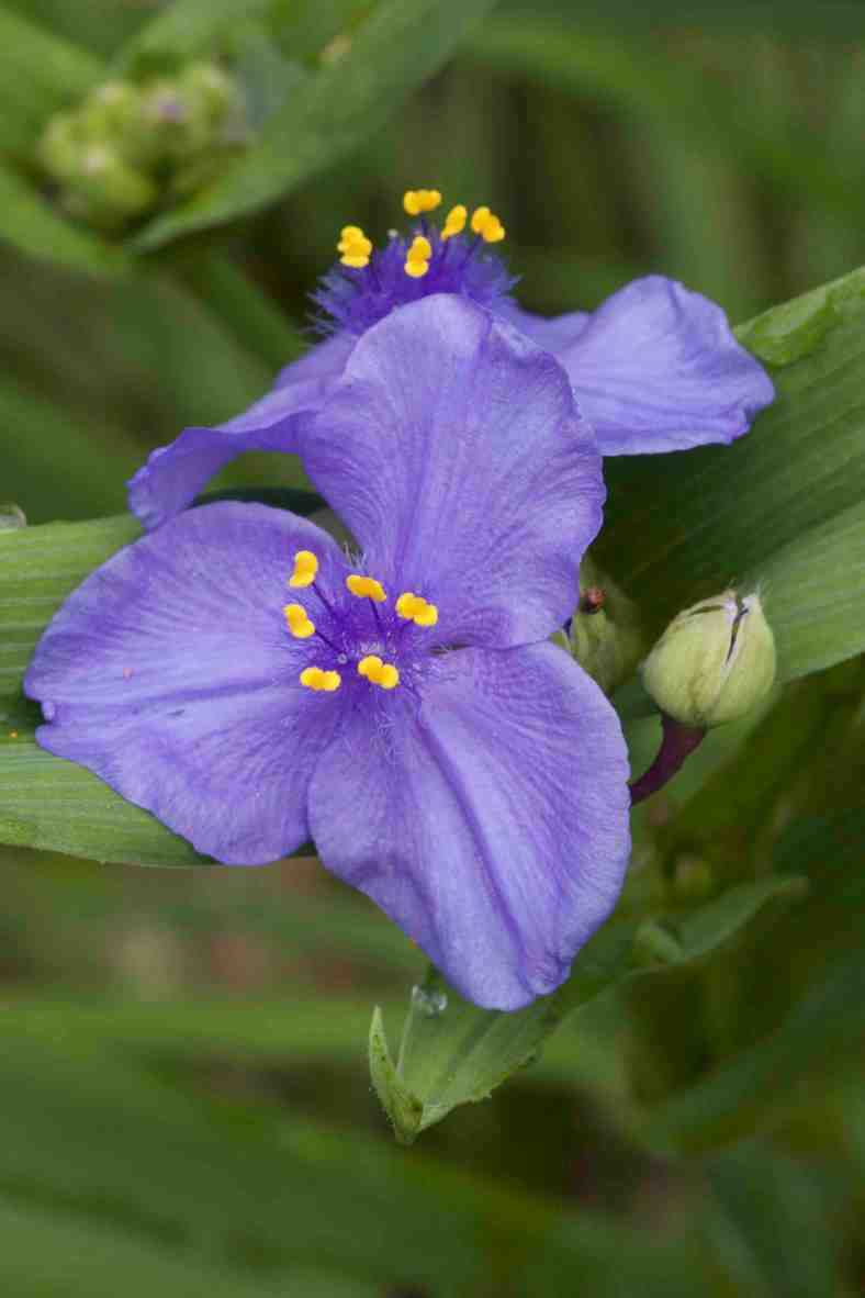 Bright_10-12-17_Double purple_IMG_0972