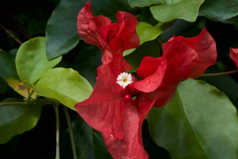 Bright_11-22-2017_Bougainvillea_IMG_3470