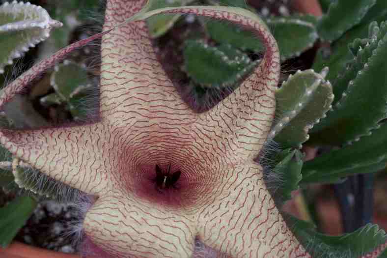 Bright_Starfish flower_IMG_2926