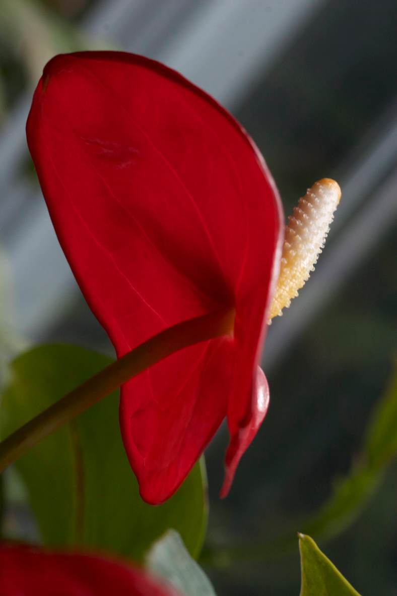 Bright_3-22-2018_Anthurium_IMG_4380
