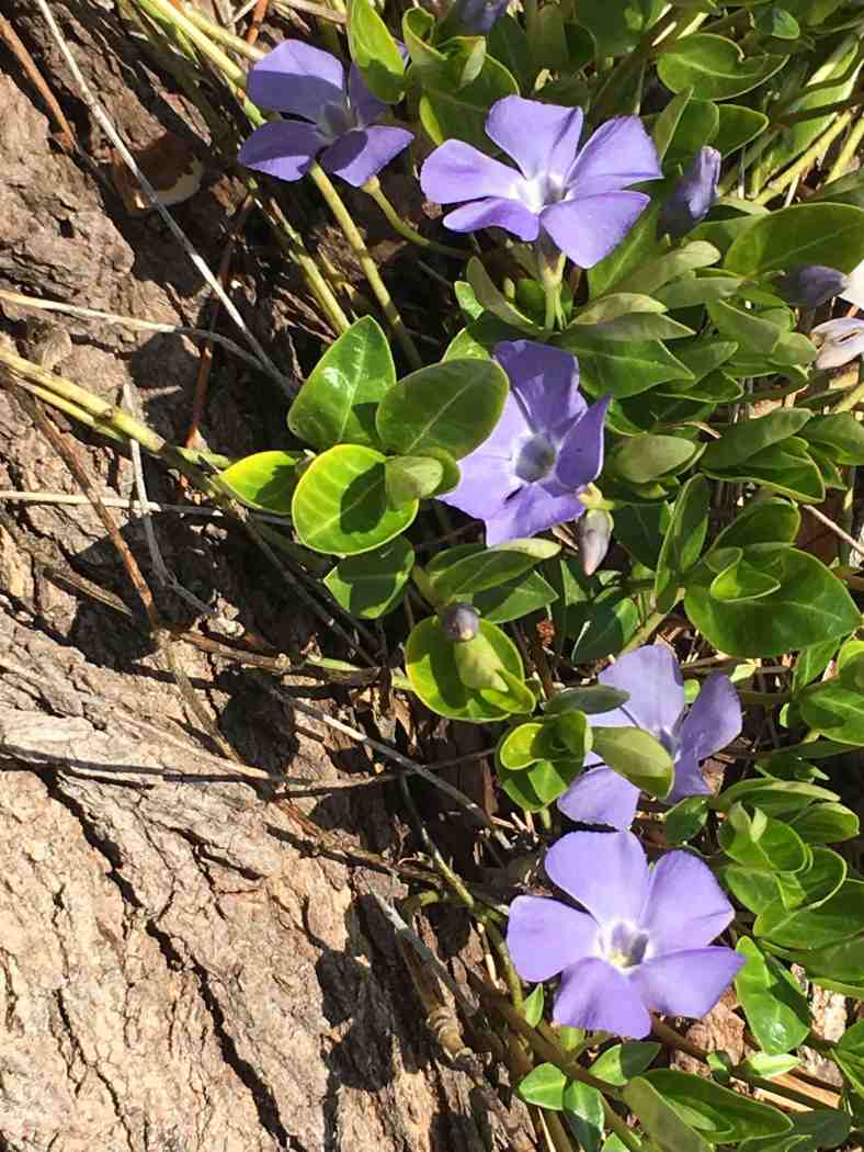 Bright_3-29-2018_myrtle_IMG_4764