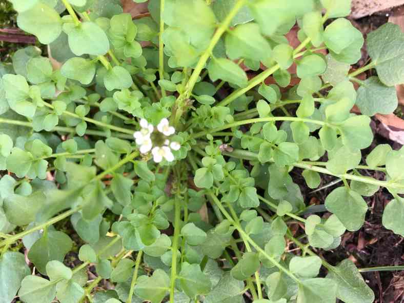 Weed-Hairy Bittercress2