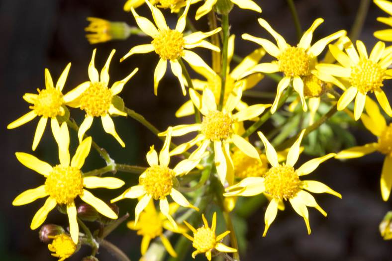 Bright_4-19-2018_Golden Ragwort_IMG_9981
