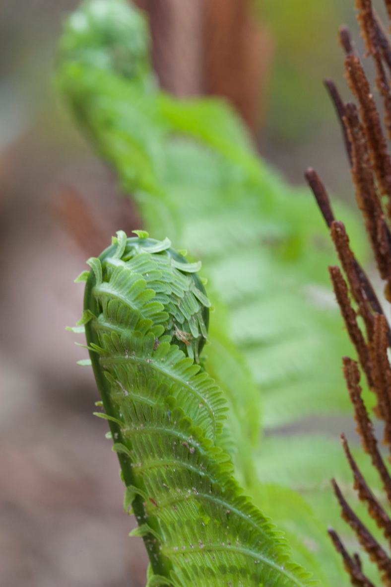 Bright_5-10-18_Cinnamon fern_IMG_4472