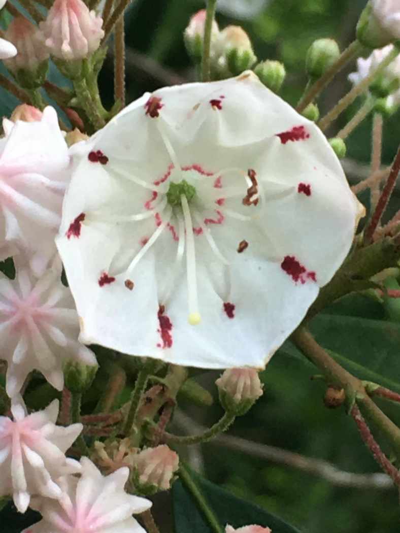 Bright_5-24-18_Mtn laurel_IMG_4936