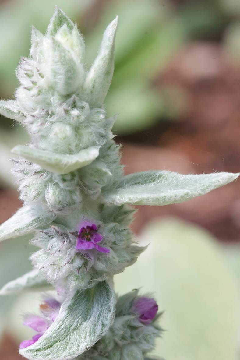 Bright_6-14-2018_IMG_4621