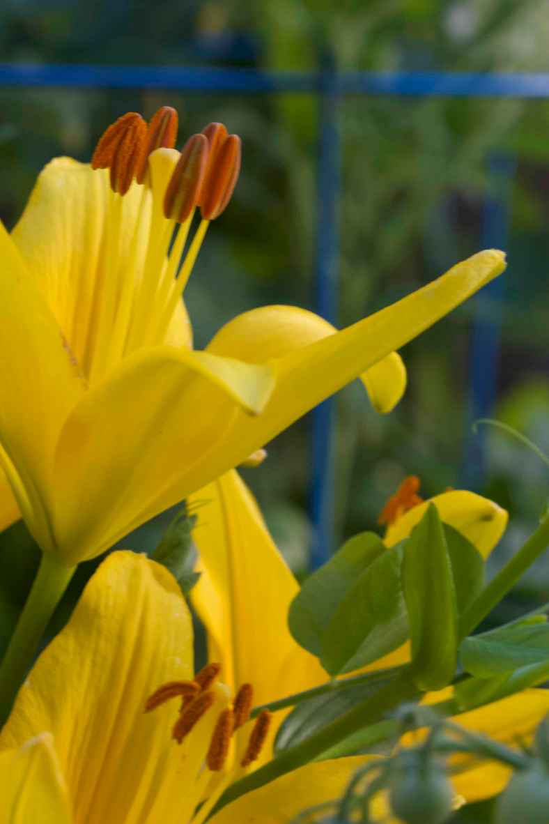 Bright_6-21-2108_IMG_4713