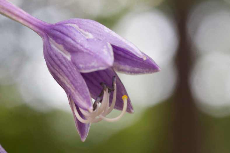 Bright_7-12-2018_Hosta_IMG_4754