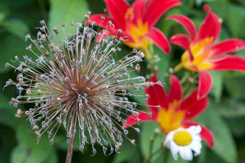 Bright_7-19-2018_Allium_IMG_7456