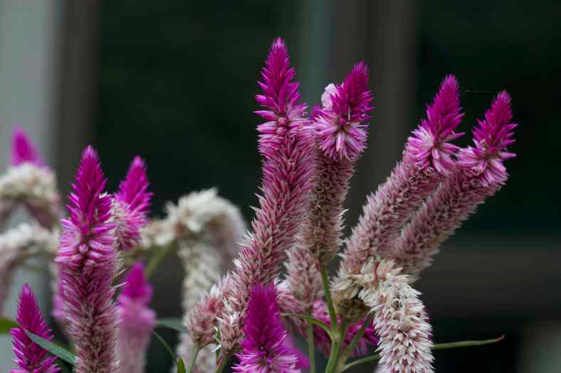 Bright_8-2-2018_Celosia_IMG_5531