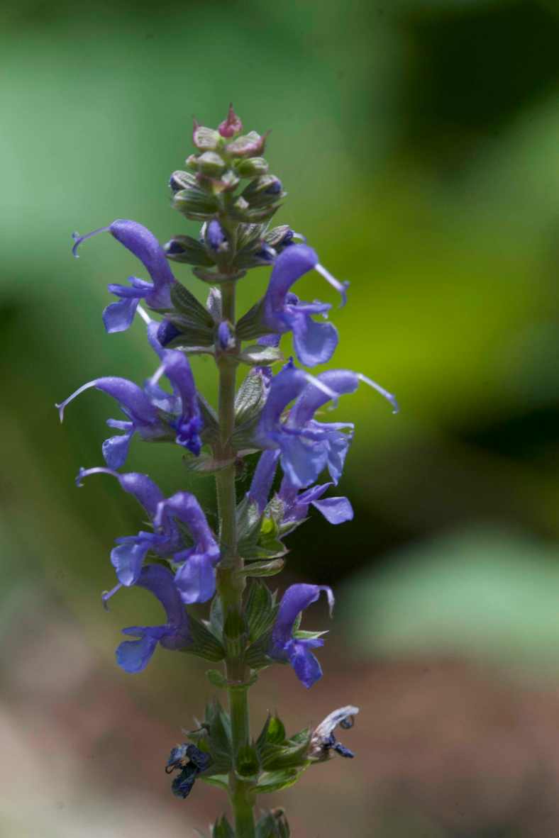 BRIGHT_8:30:18_Gentian sage_IMG_4618
