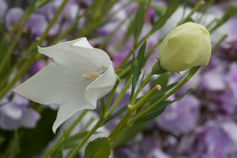 Bright_9-6-2018_Balloon flower_IMG_7385
