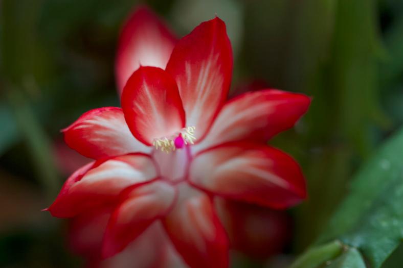 Bright_11-21-20-18_Xmas Cactus_IMG_5953