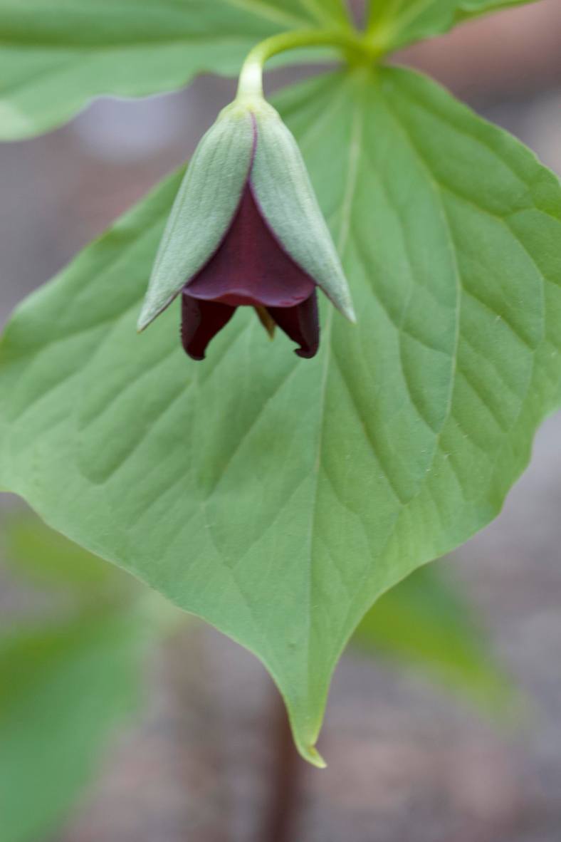 Bright_12-14-2018_Trillium_IMG_4497