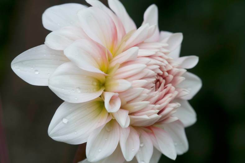 Bright_2-28-2019_White Dahlia_IMG_2327
