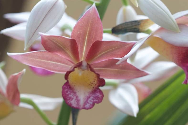 Bright_2019-02-01_Orchid_IMG_8899