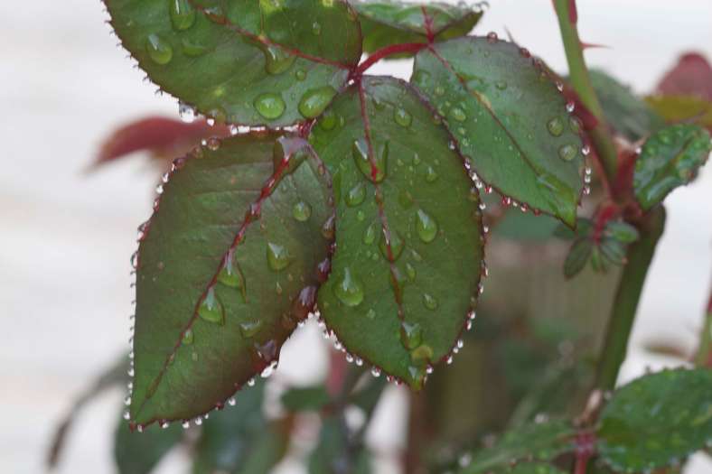 Bright_04-13-2019_Pearls on Rose Leaves_PIMG_6172