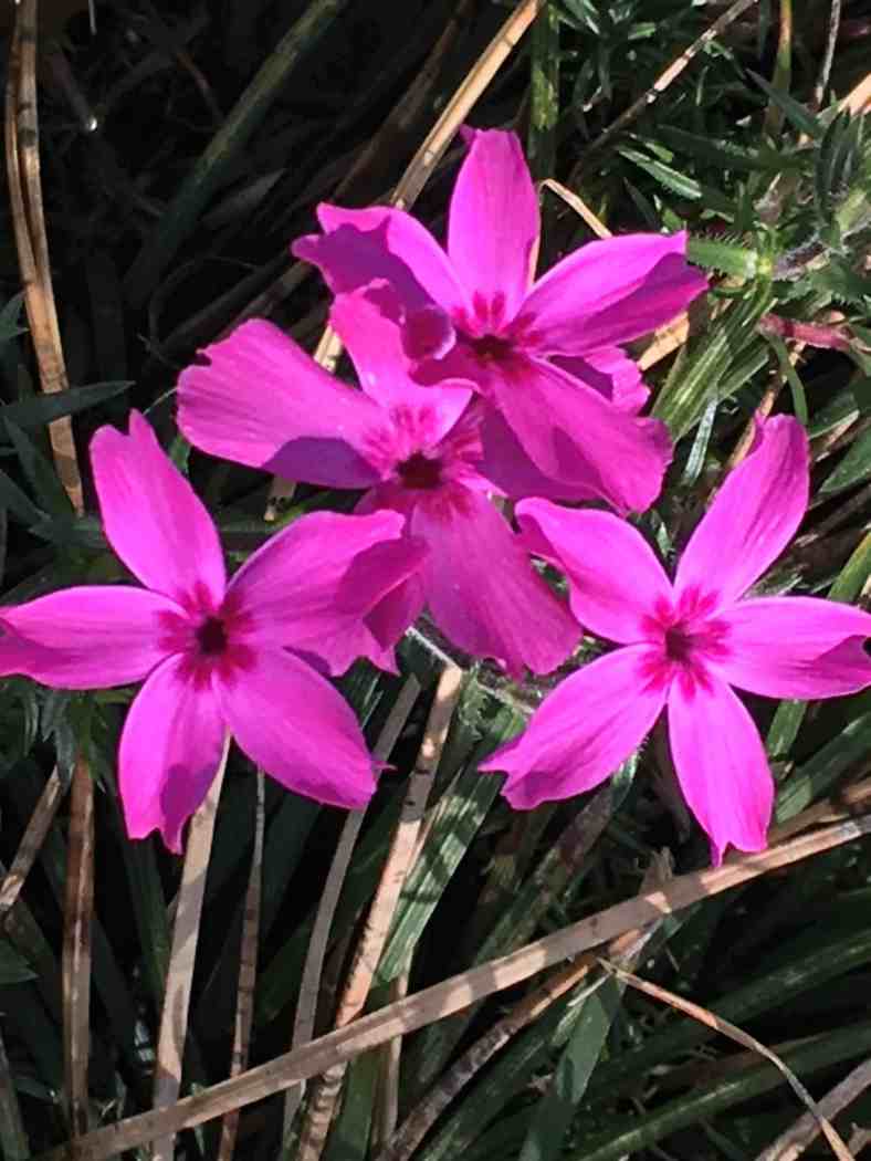Bright_05-02-2019_Pink Tickweed_IMG_6046
