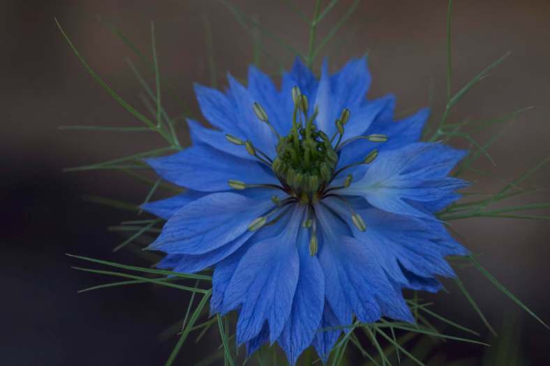 BRIGHT_5-30-19_Love-in-a-Mist1_IMG_6493