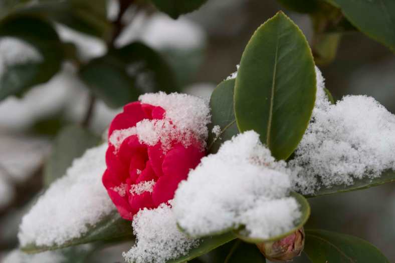 BRIGHT_6-27-19_Snow_IMG_8370