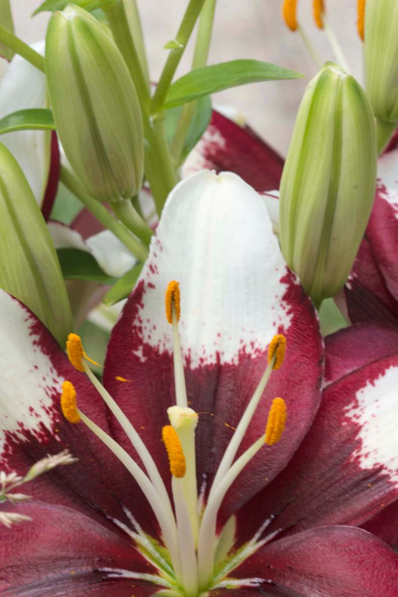 Bright_6-7-2019_Asiatic lily_IMG_6589