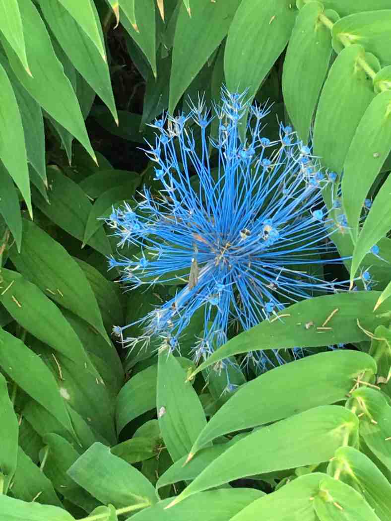 Bright_7-19-19_IMG_5093