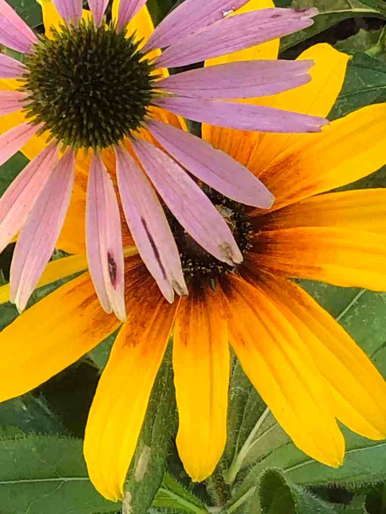 Bright_8-15-2019_Sunflower-echinacea_IMG_6408