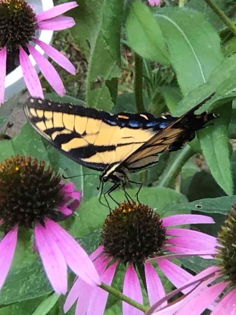 Bright_8-30-2019_IMG_6386