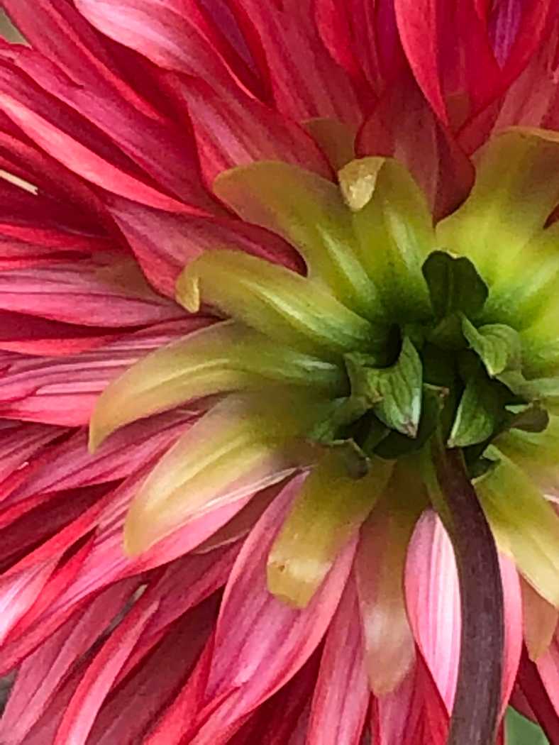Bright_Dahlia Rising_IMG_6389
