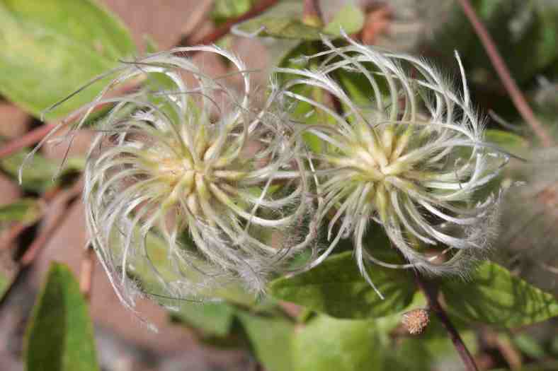 Bright_9-26-19_Pinwheels_IMG_6303