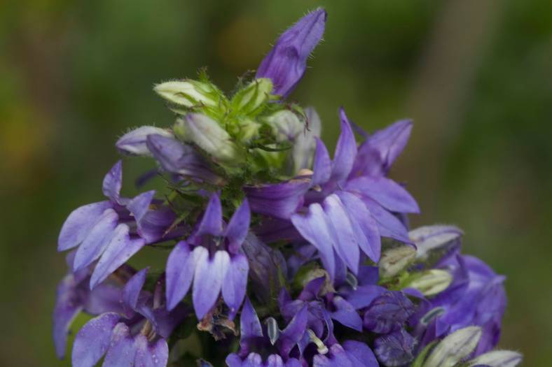 Bright_9-5-2019_Lobelia siphilitica_IMG_6637