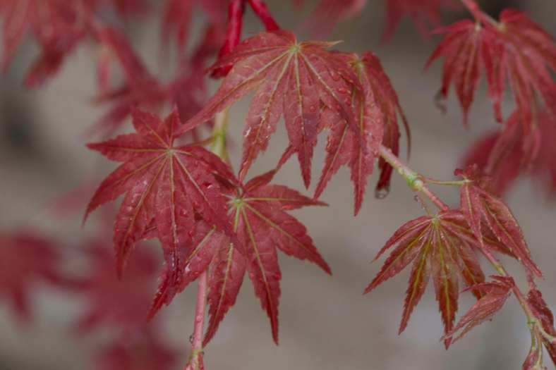 Bright_11-14-2019_Japanese maple red_IMG_6161