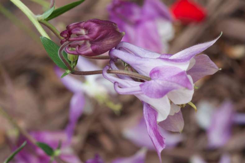 Bright_11-21-2019_Columbine-violet_IMG_6414